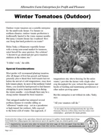 Winter Tomatoes (Outdoor)