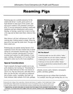 Roaming Pigs