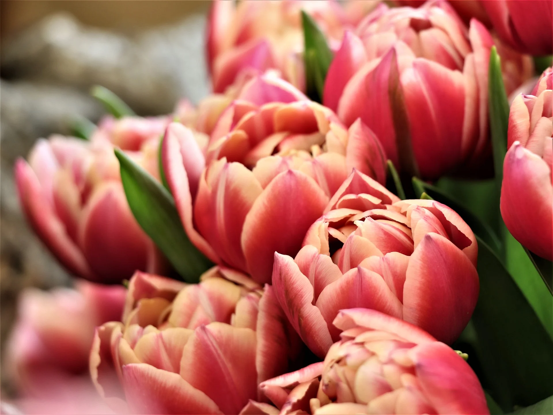 tulips-4030194_1920.jpg