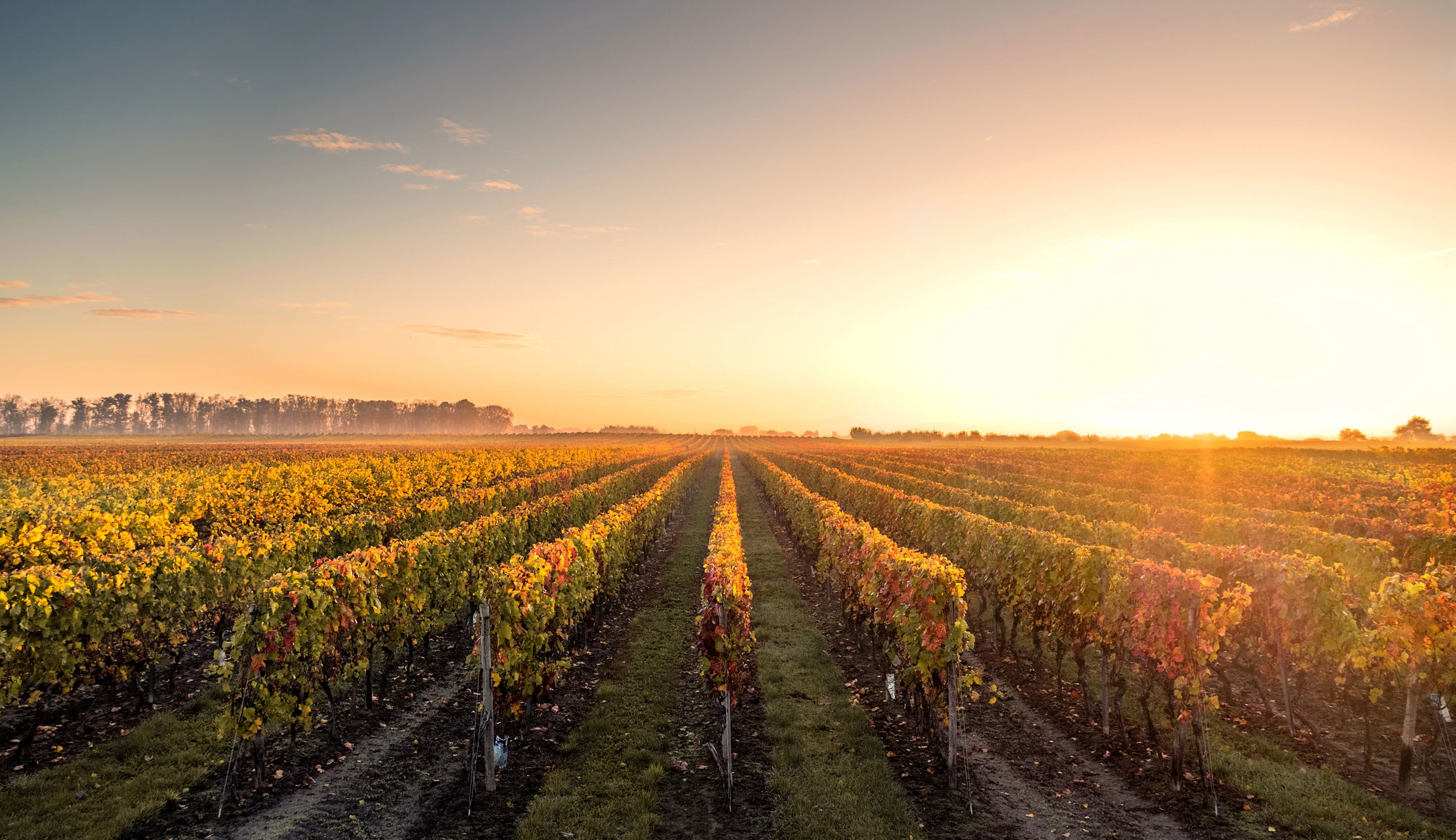 gwm-wine-01.jpg