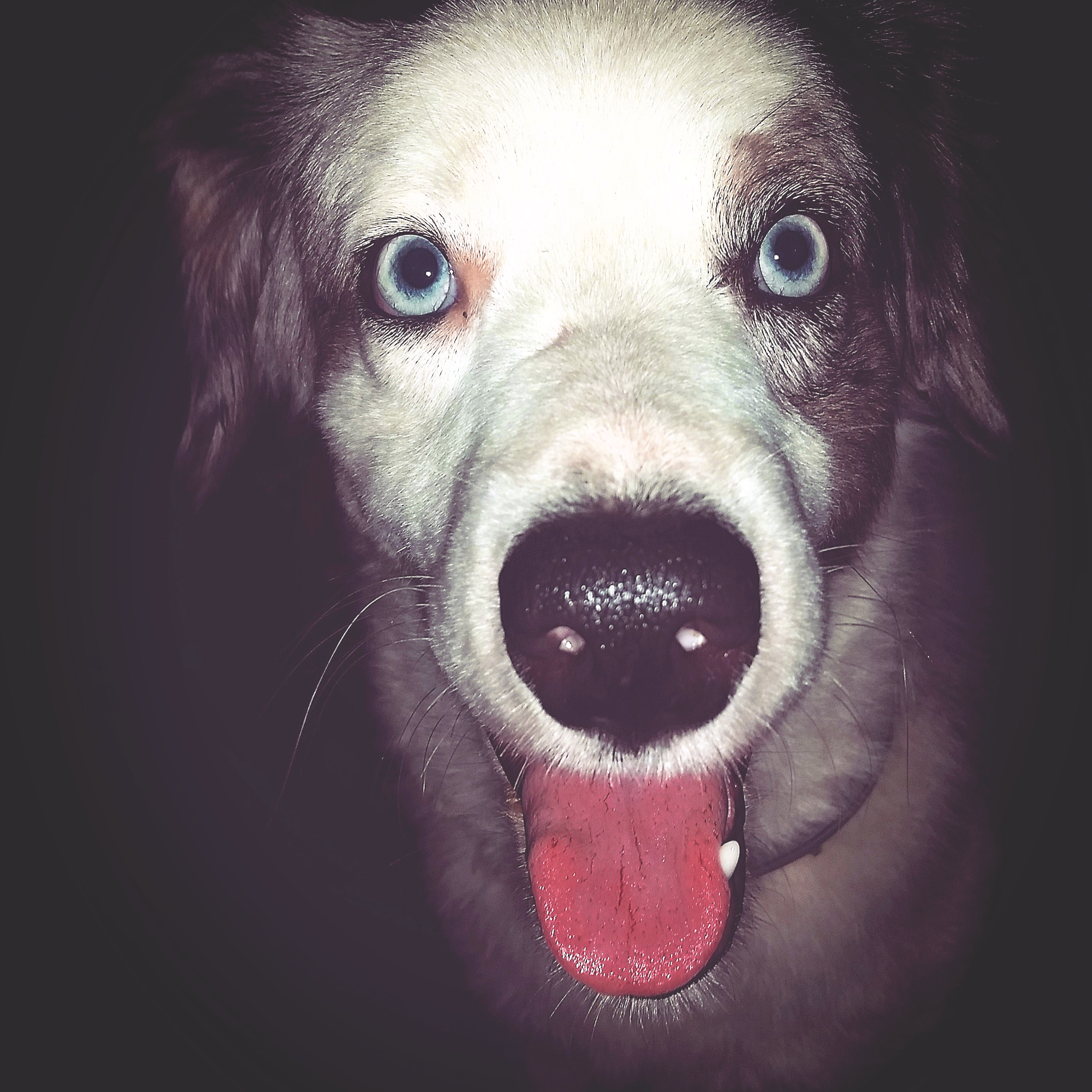 Accio Phoenix-- My one year old mini Aussie. 