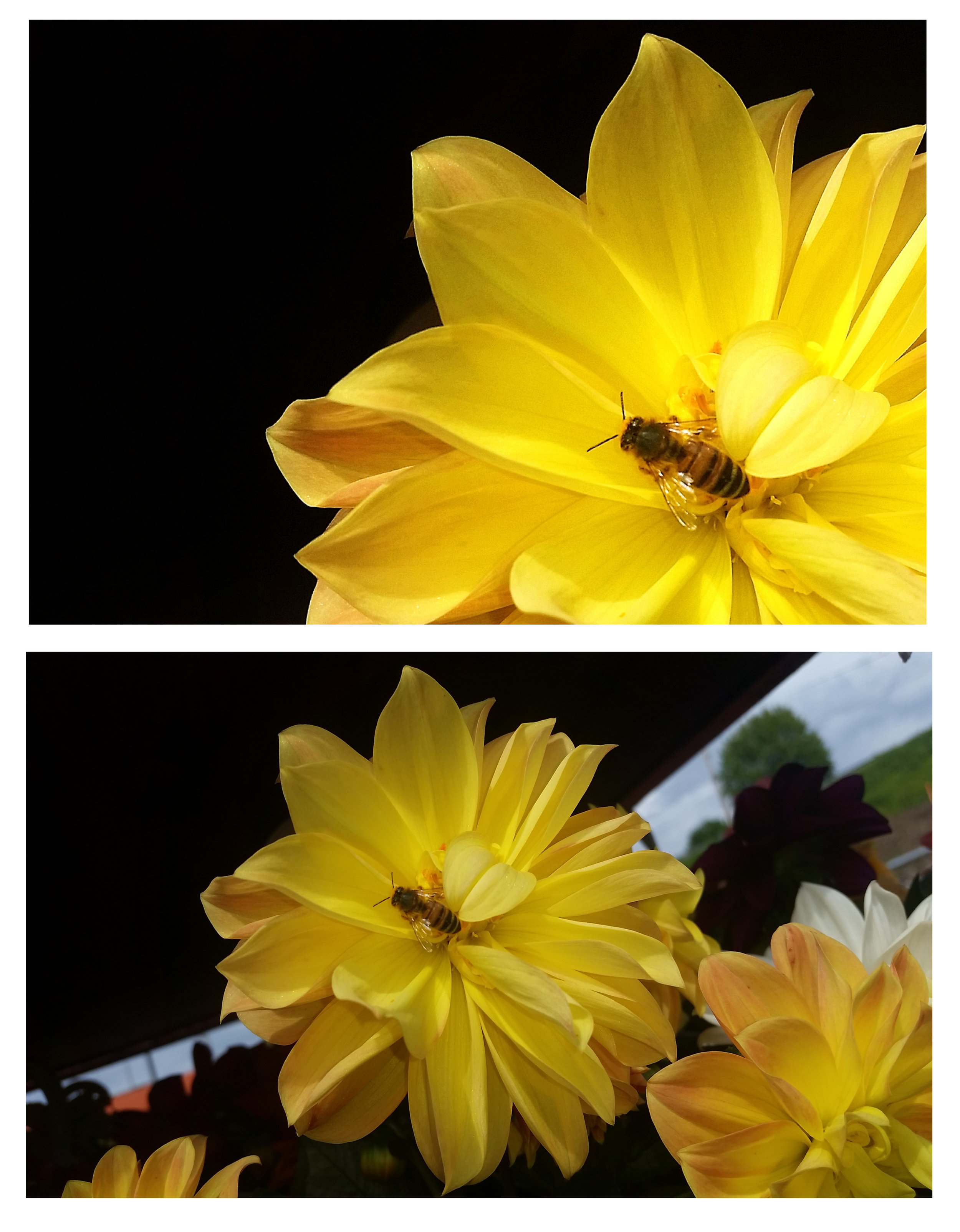 Top: Cropped Cell Image. Bottom: The Original