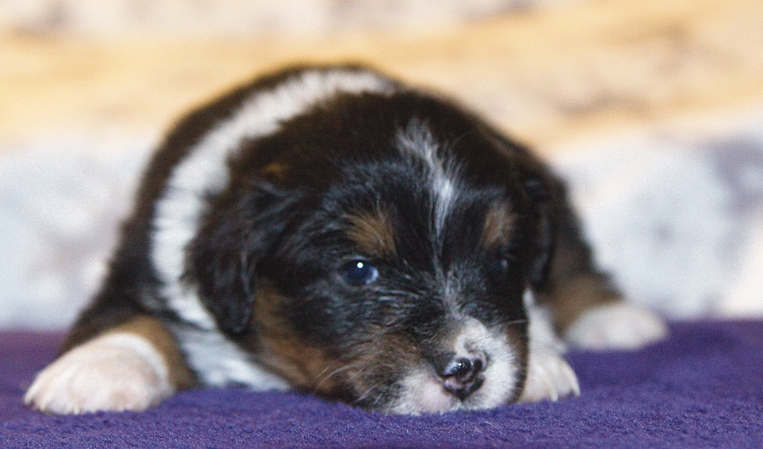 Weasel ASDR Registered Miniature Australian Shepherd 4 weeks old Black tri male (brown eyes)