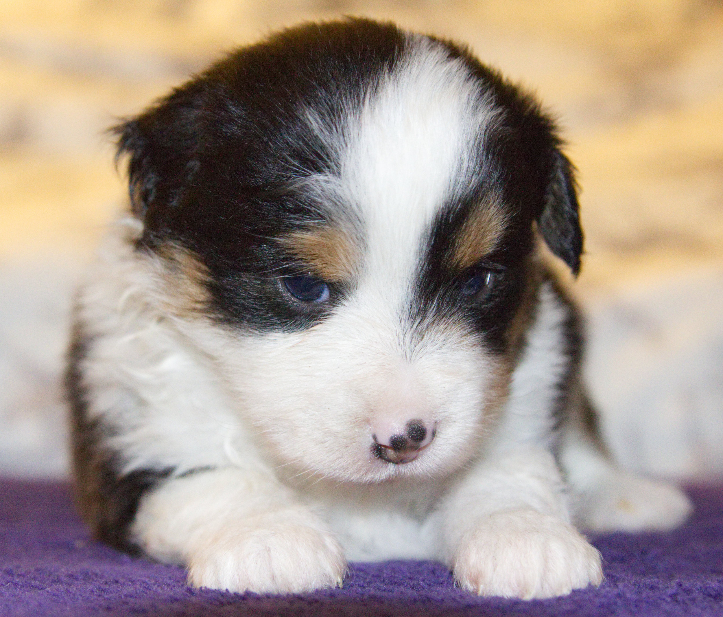 Francis (Ajax) ASDR Registered Miniature Australian Shepherd 4 weeks old Black tri male (brown eyes)