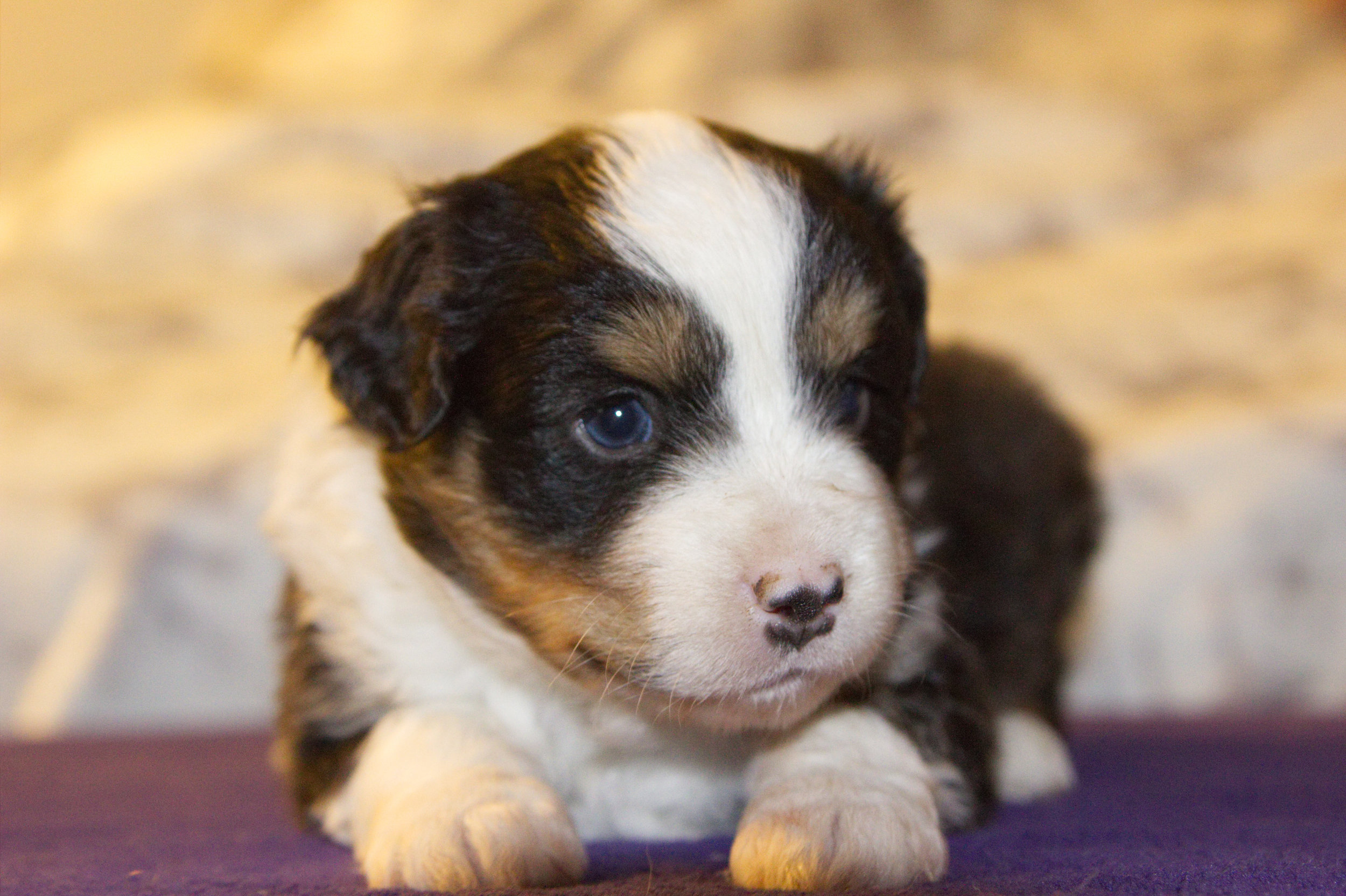 Deadpool ASDR Registered Miniature Australian Shepherd 4 weeks old Black tri males (brown eyes, and blonde hairs on butt.)