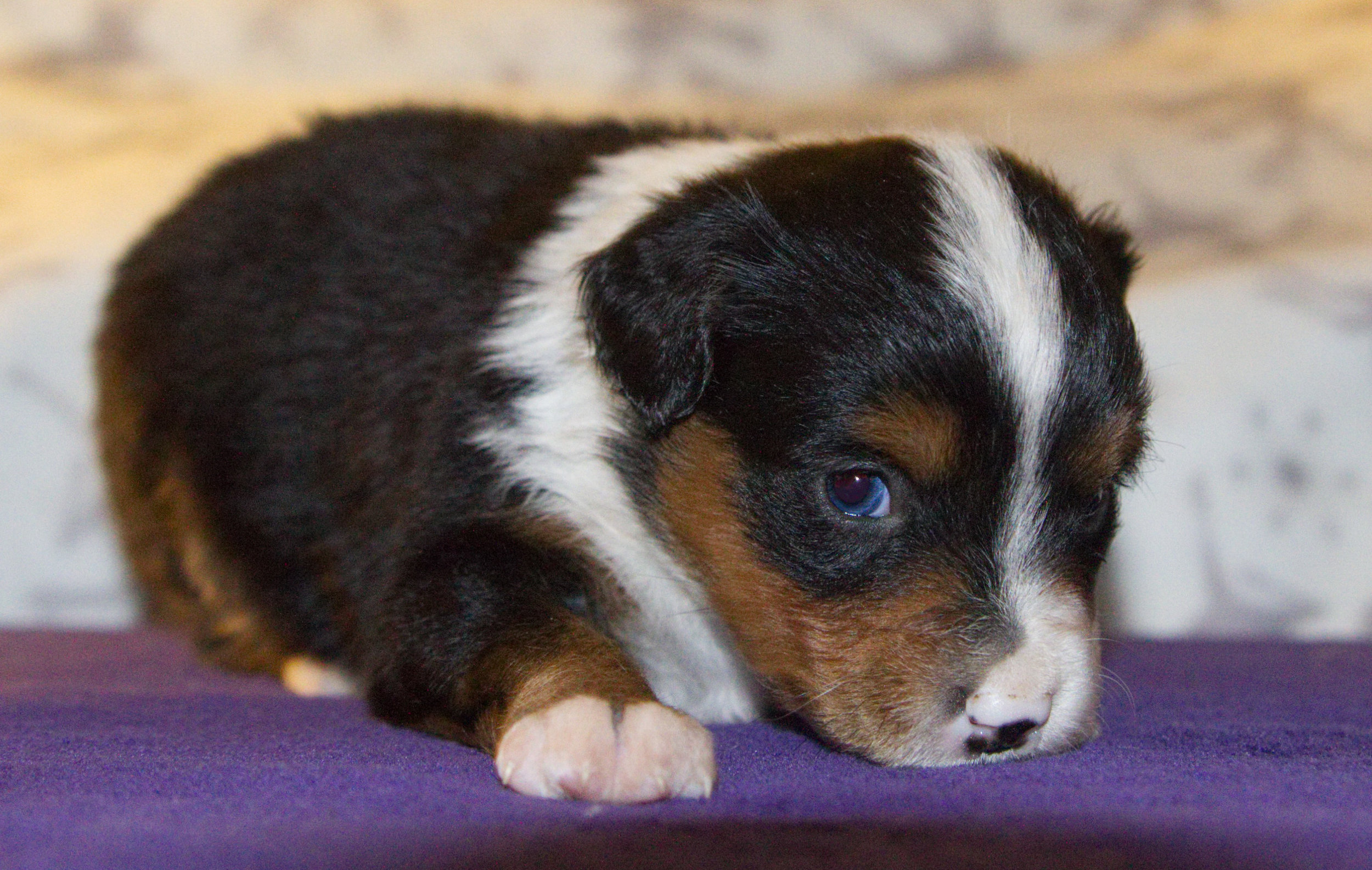 Negasonic Teenage Warhead (Warhead) ASDR Registered Miniature Australian Shepherd 4 weeks old Black tri female (brown eyes)