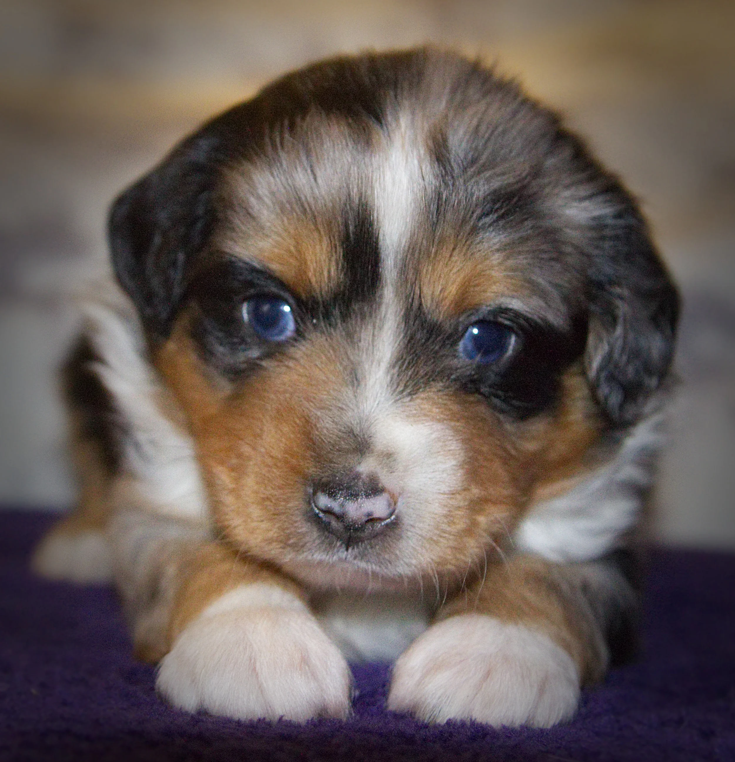 Copycat Will be staying in the family. Will be Wi