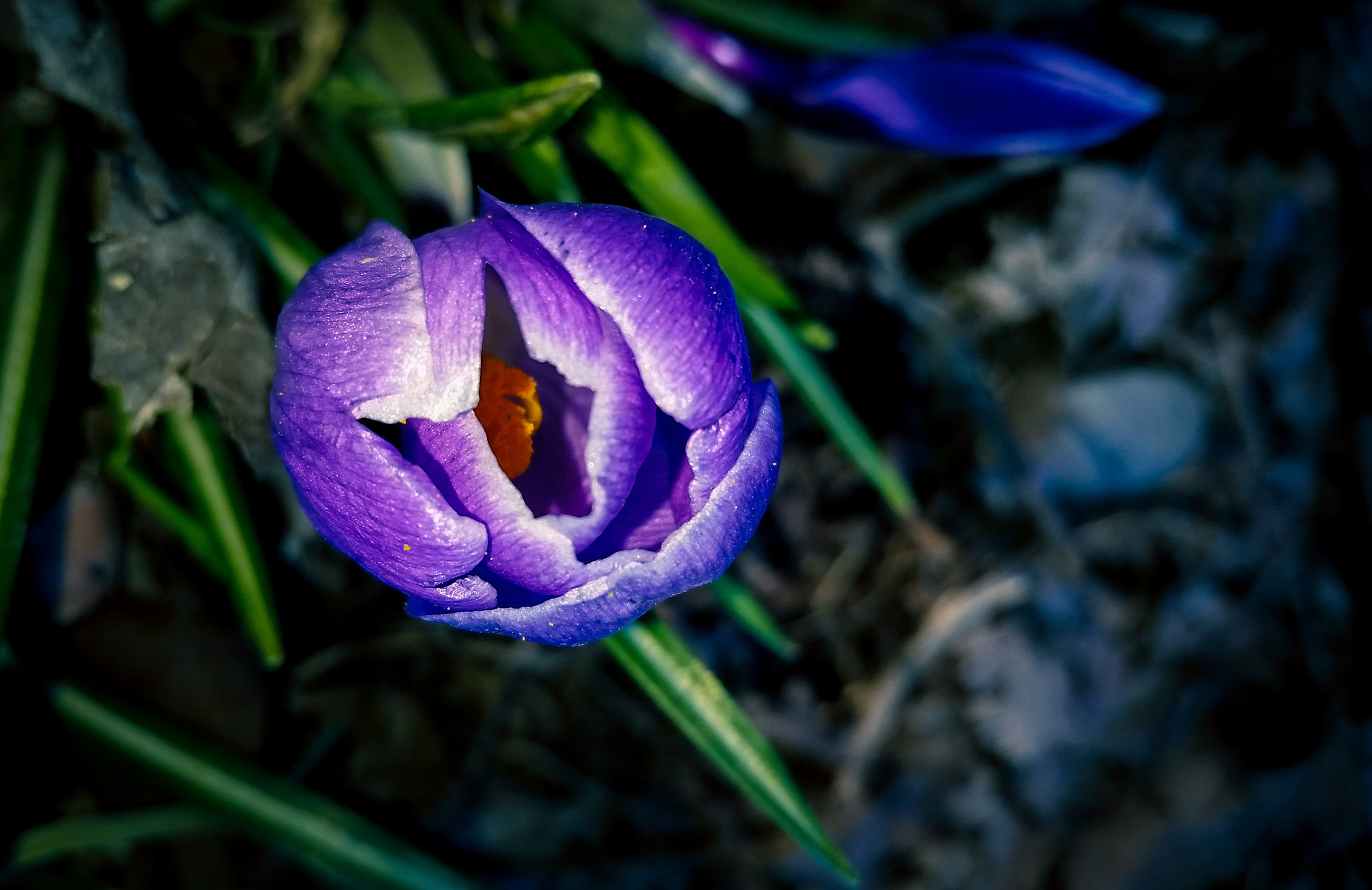 Cell Phone Image. Cropped, edited in lightroom on a Samsung S5- yes you can do wonders with cellphones. 