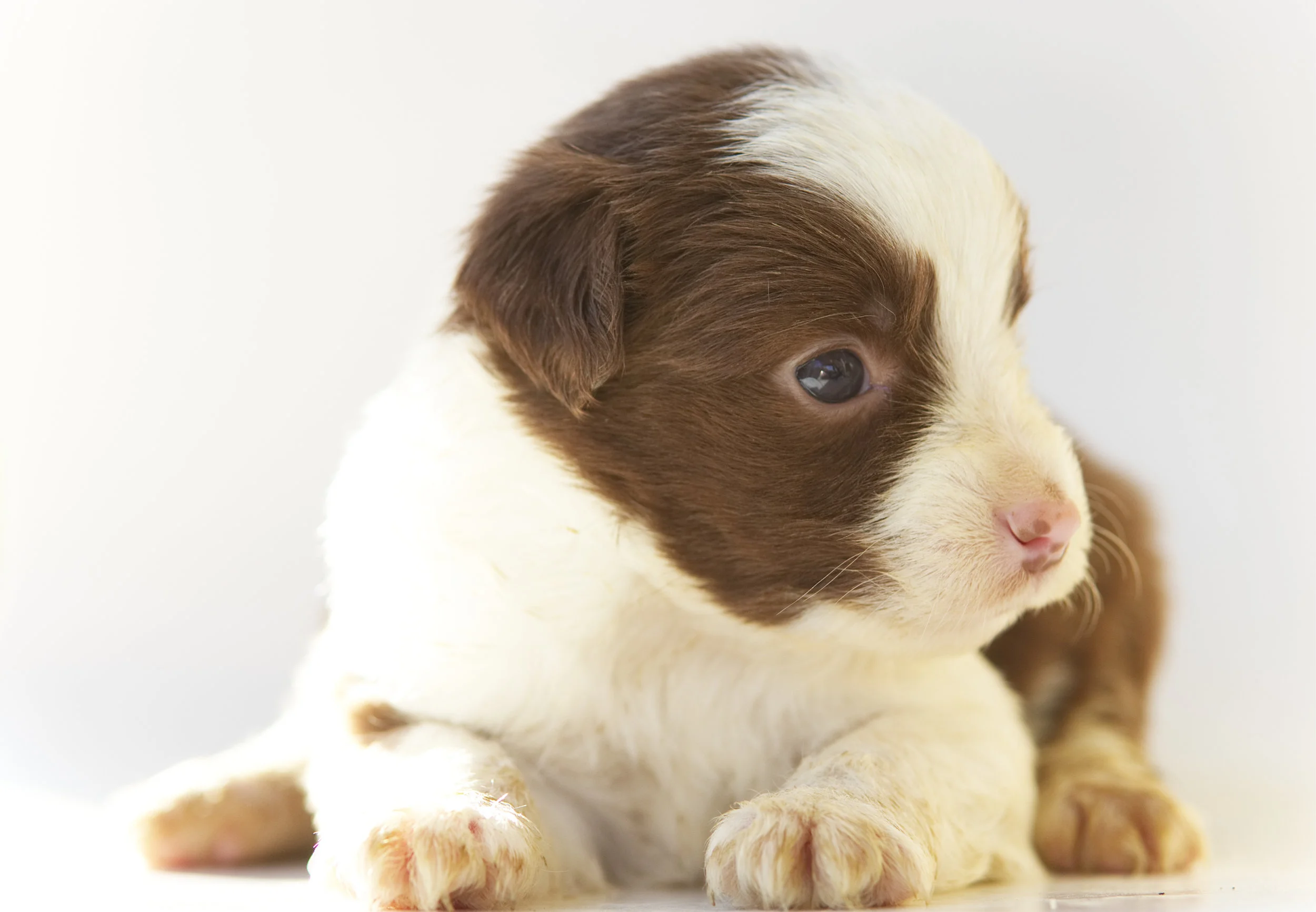 Nemo Red bi male Smallest PUP. Ready May 22nd
