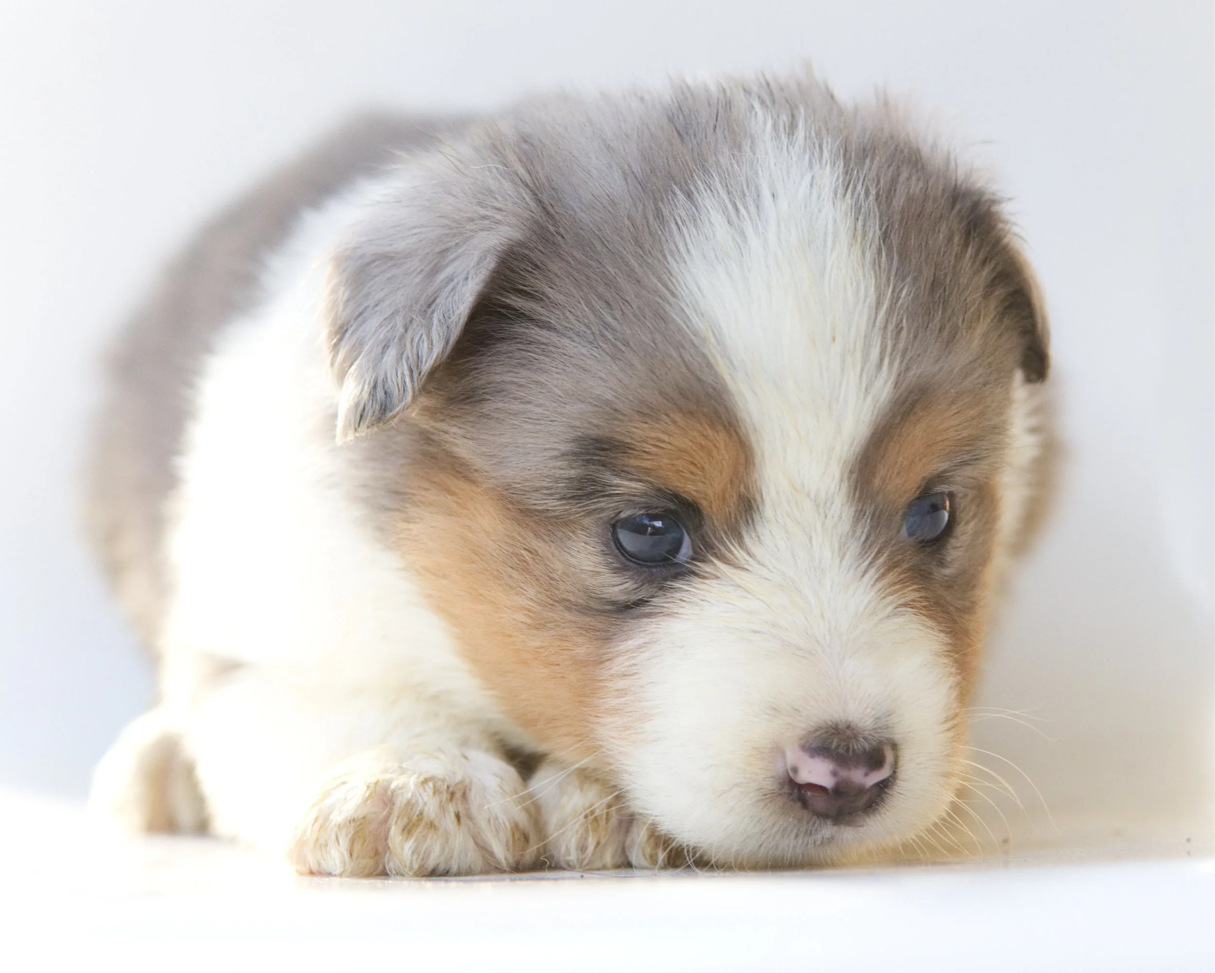 Sigourney Weaver Blue merle Female both eye are looking brown. ASDR Registered. Ready May 22nd