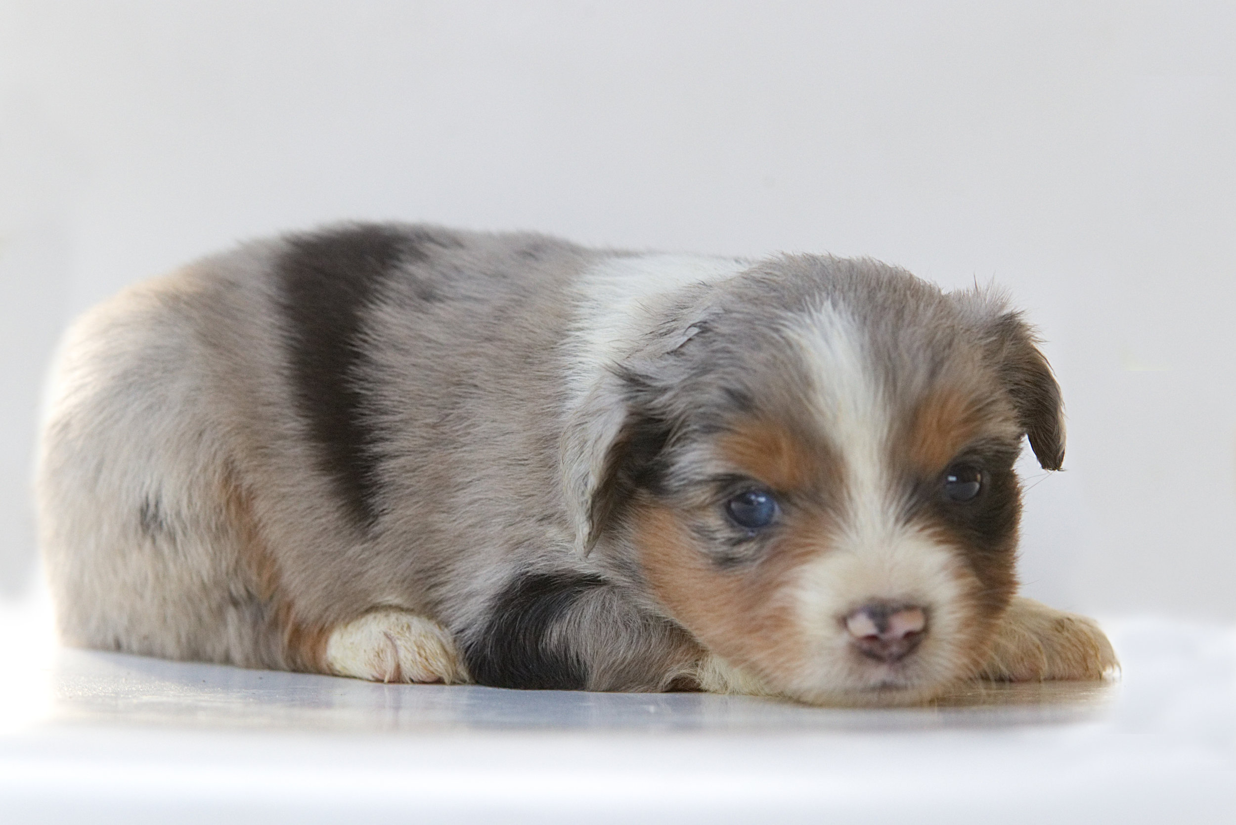 Becky Blue merle Female May have one partial blue eye. ASDR Registered Ready May 22nd