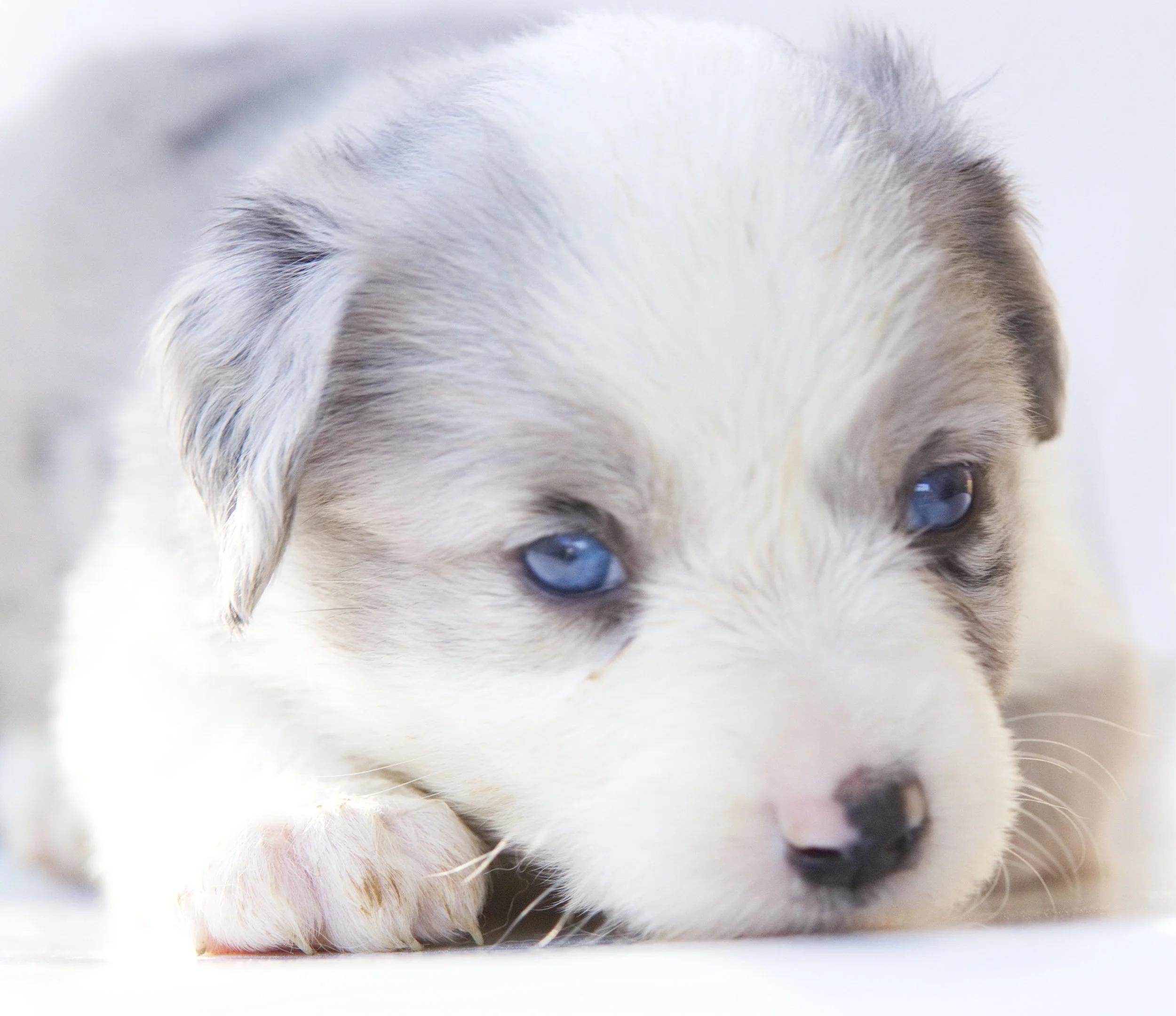 Destiny Blue merle Female One blue eye one partial blue eye. (May change) NO COPPER ASDR Registered Ready May 22nd