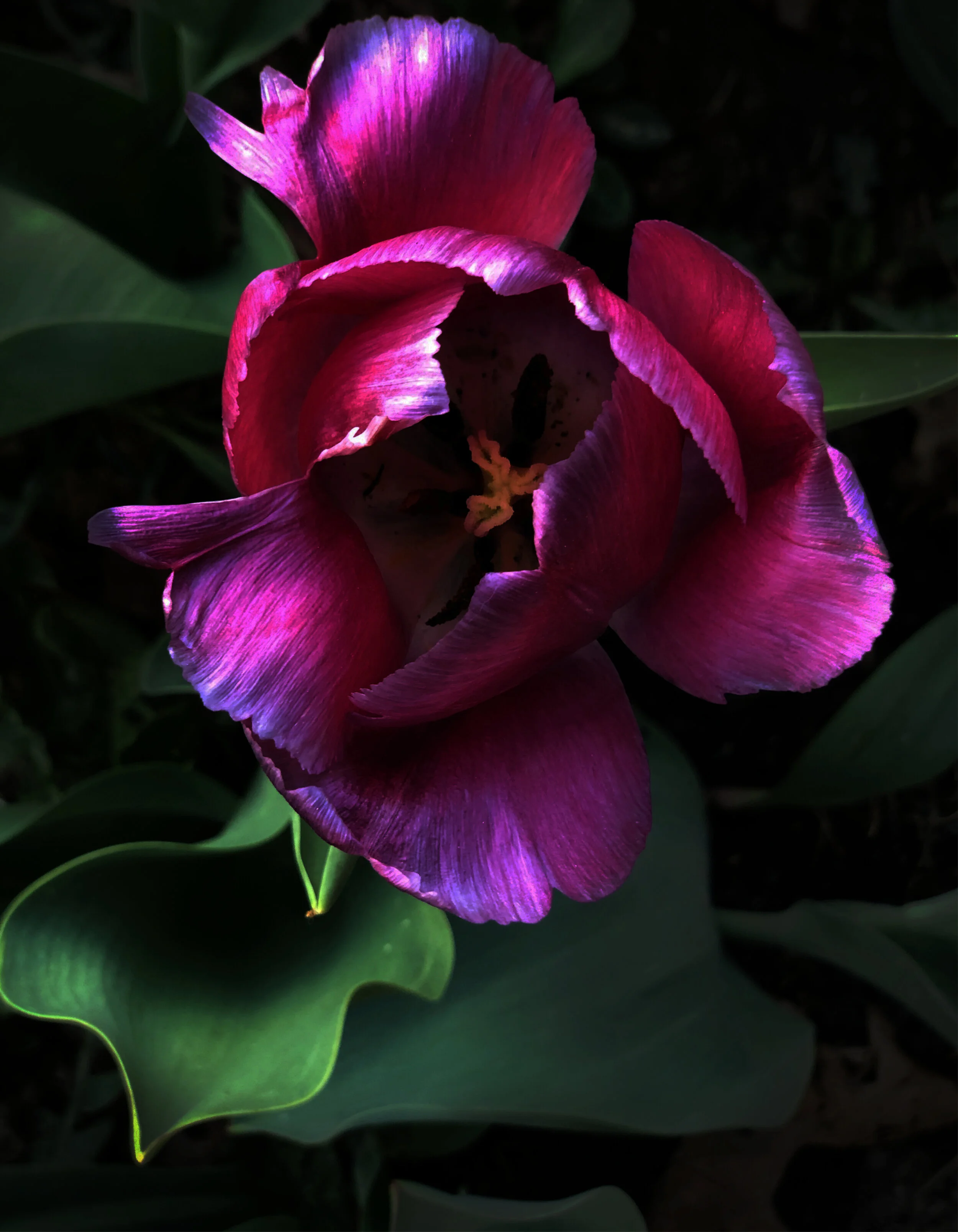 Spring Flora