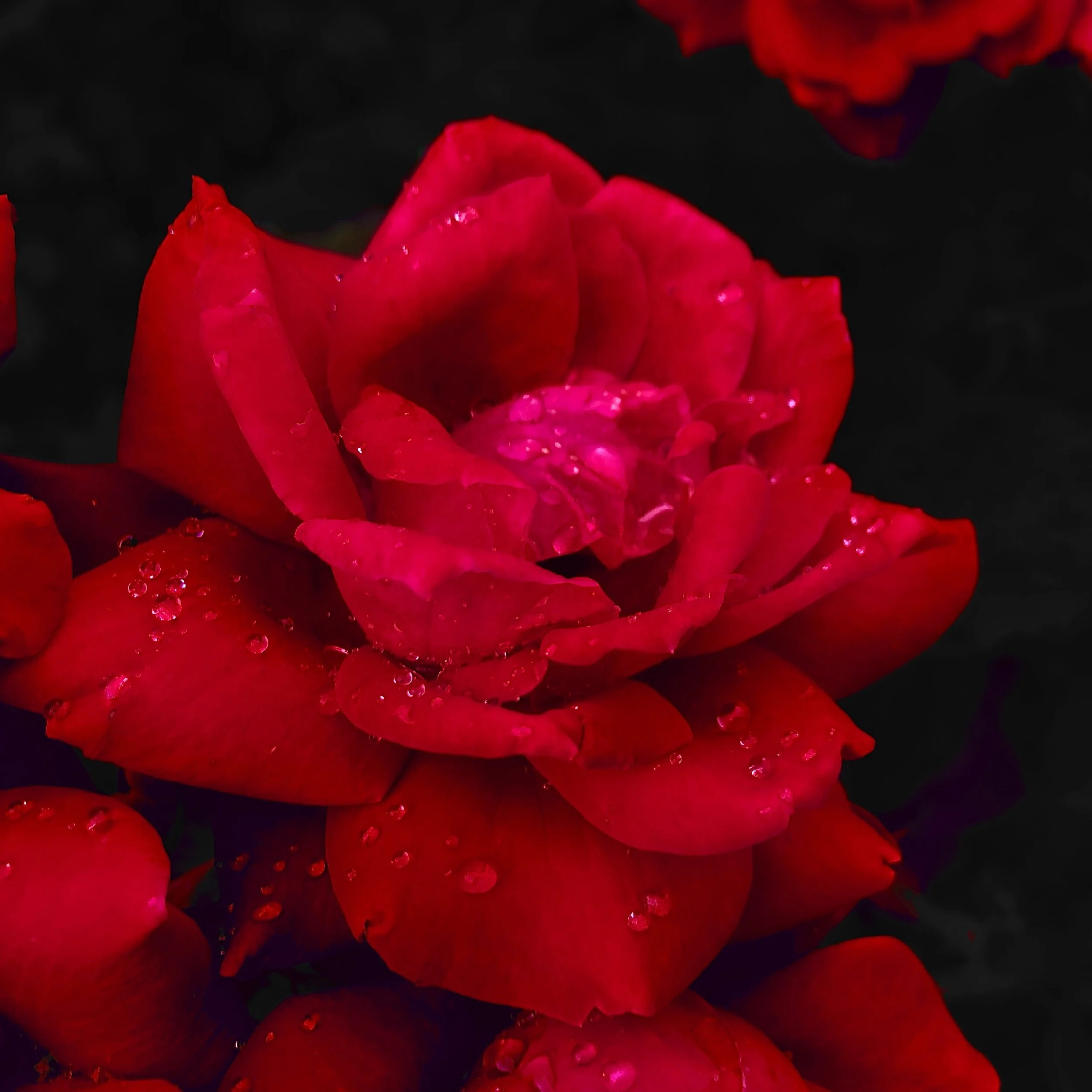 6AA44DE6-F428-4CF8-902D-238E831D961A.jpeg