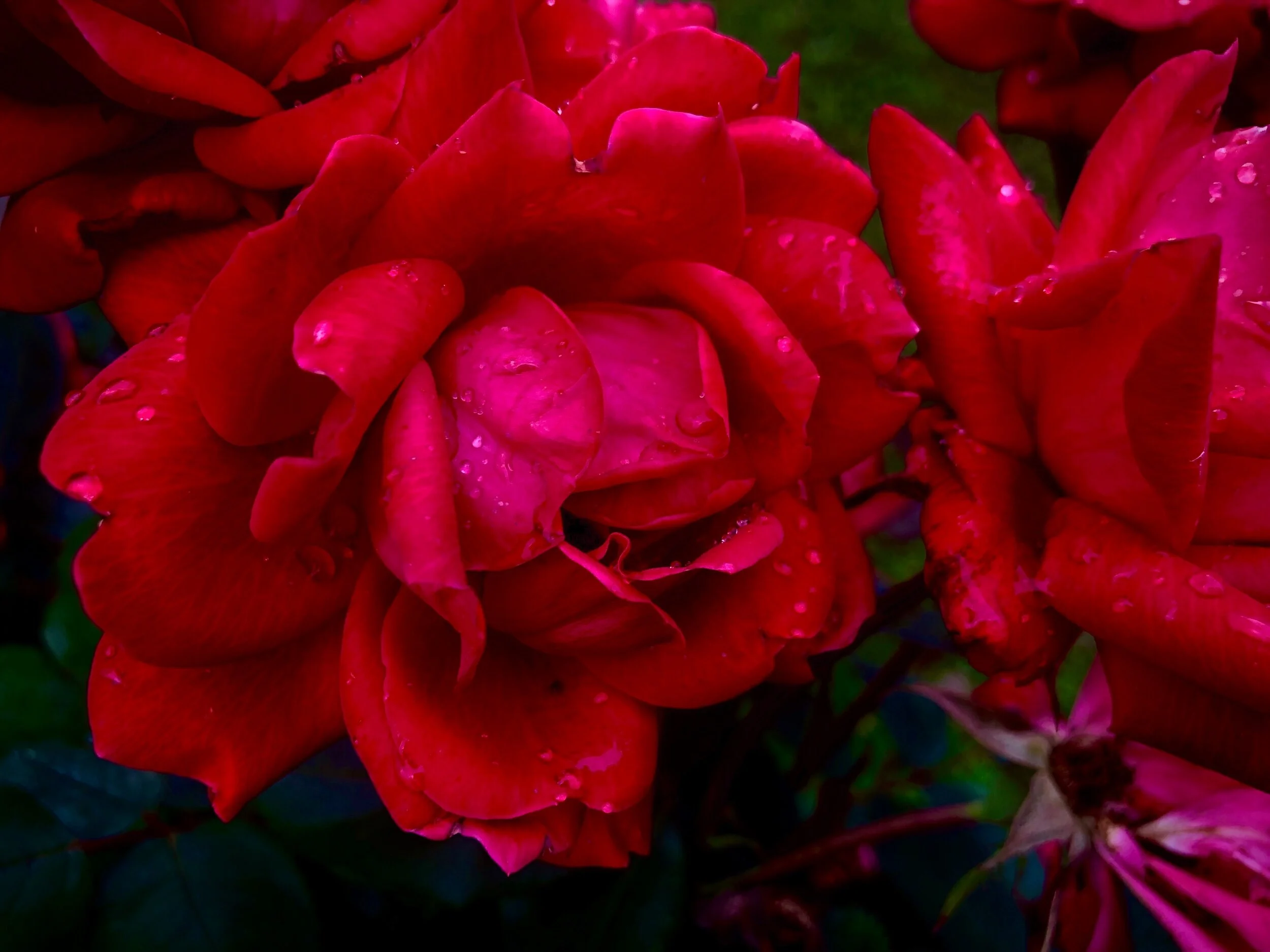 IMG_1467.jpeg