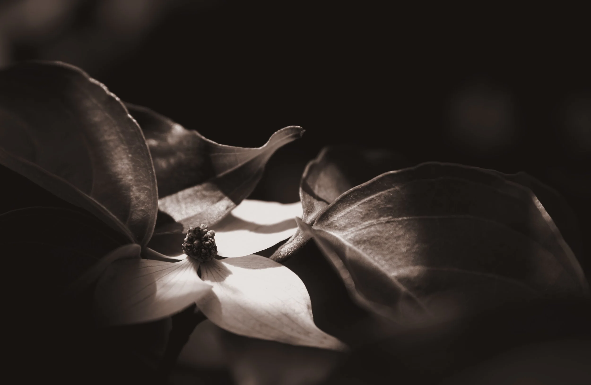 Dogwood Tree Flowers