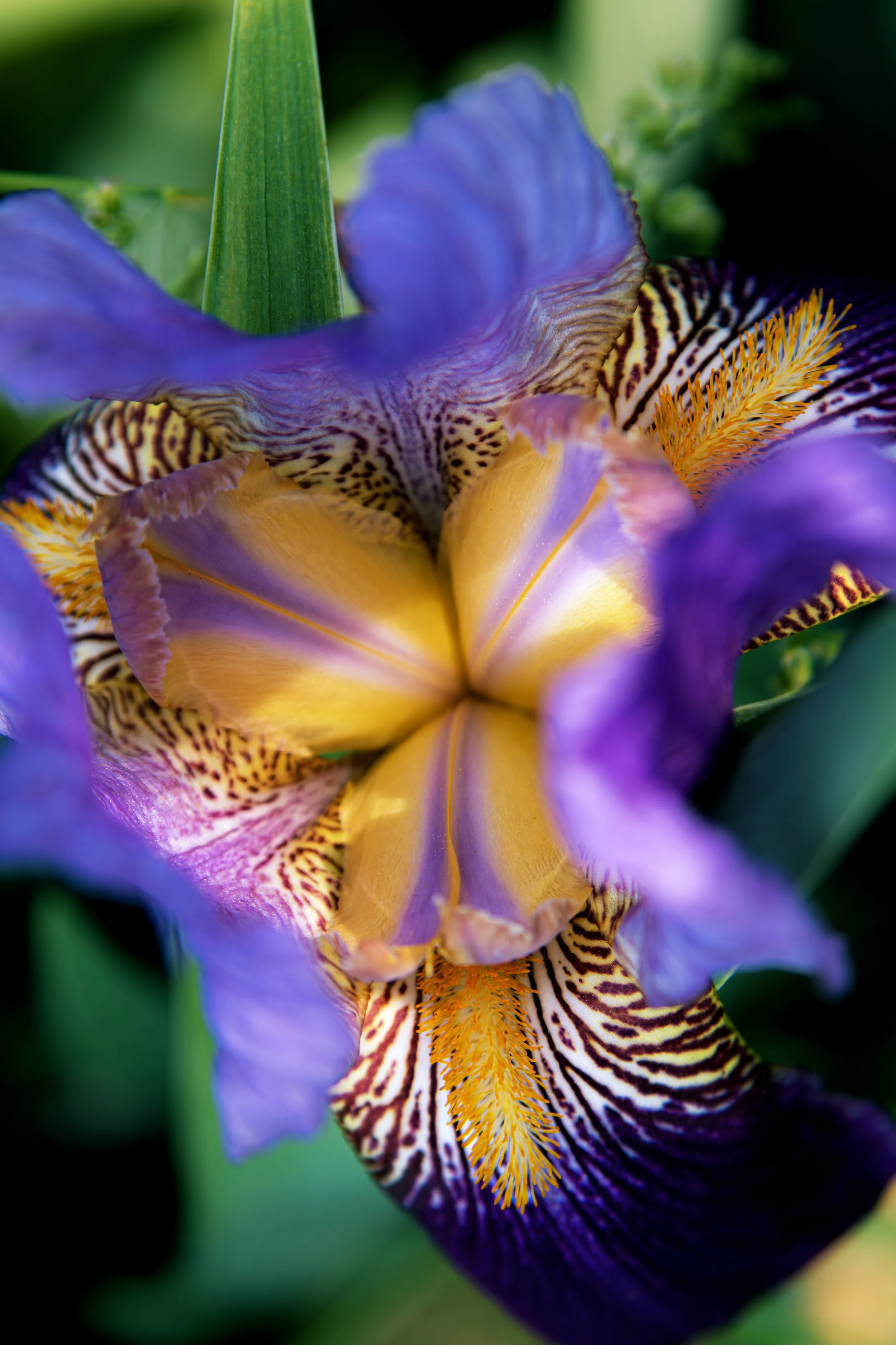 Iris's and Ferns