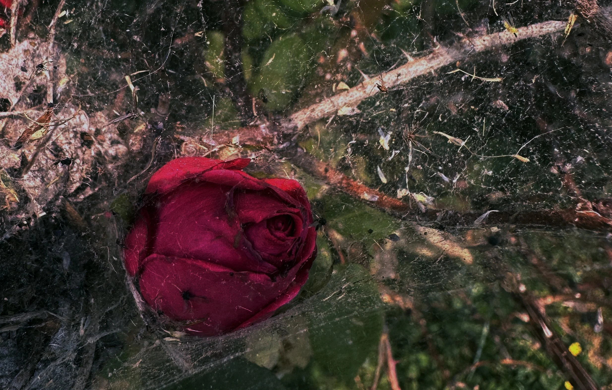 Cobwebs and Roses