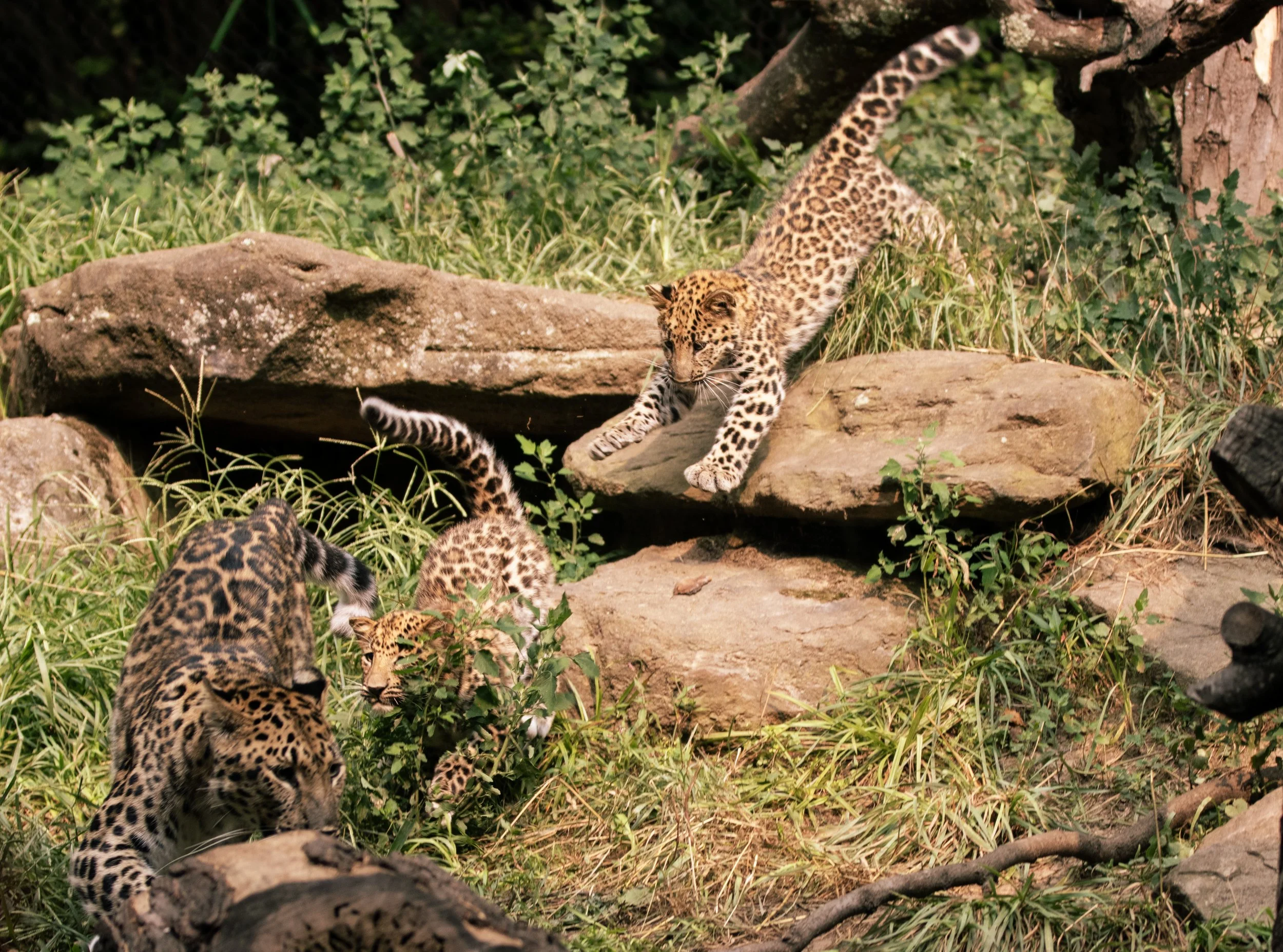 Pittsbugh Zoo and Aquarium 