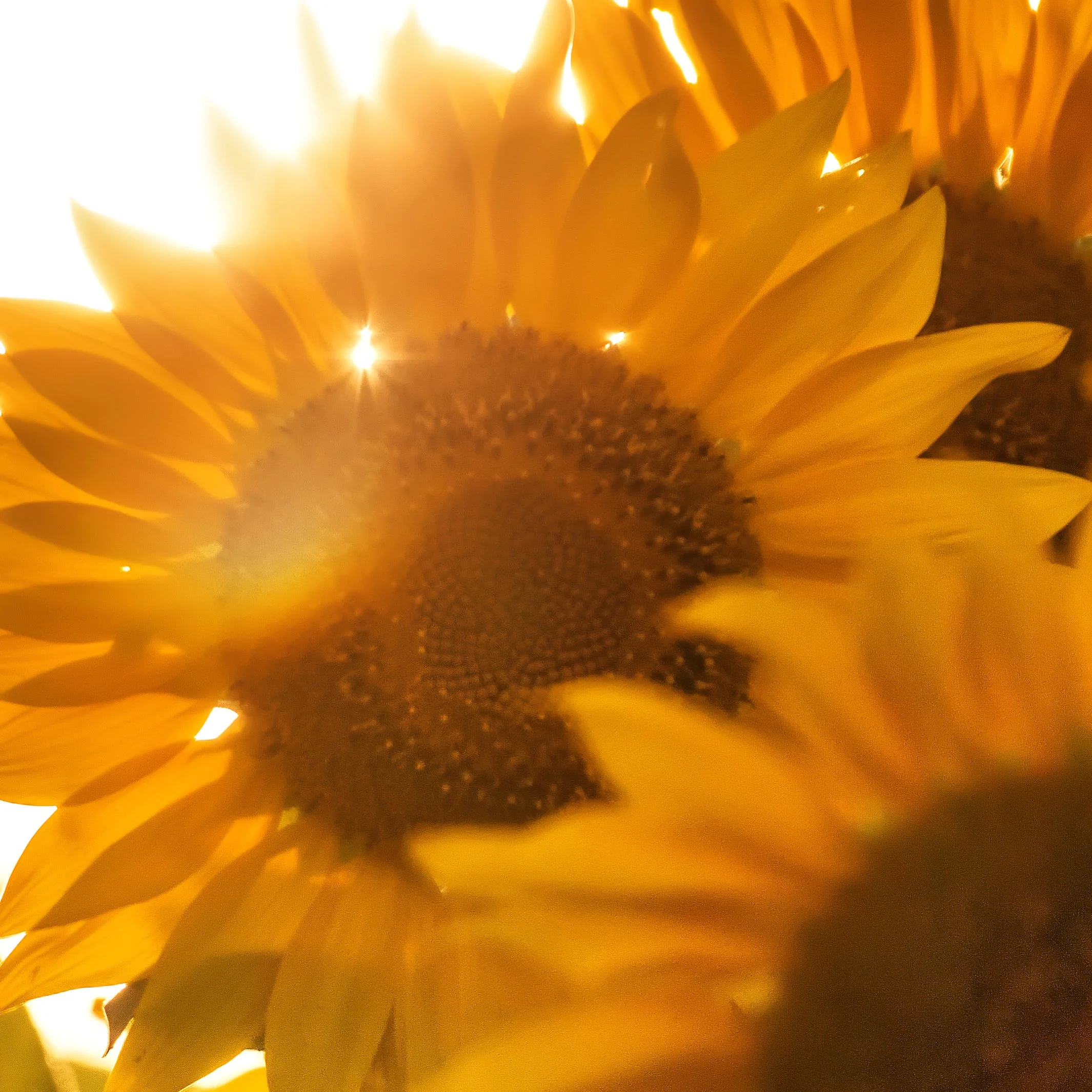Sunflower Field at Plainfield Farms