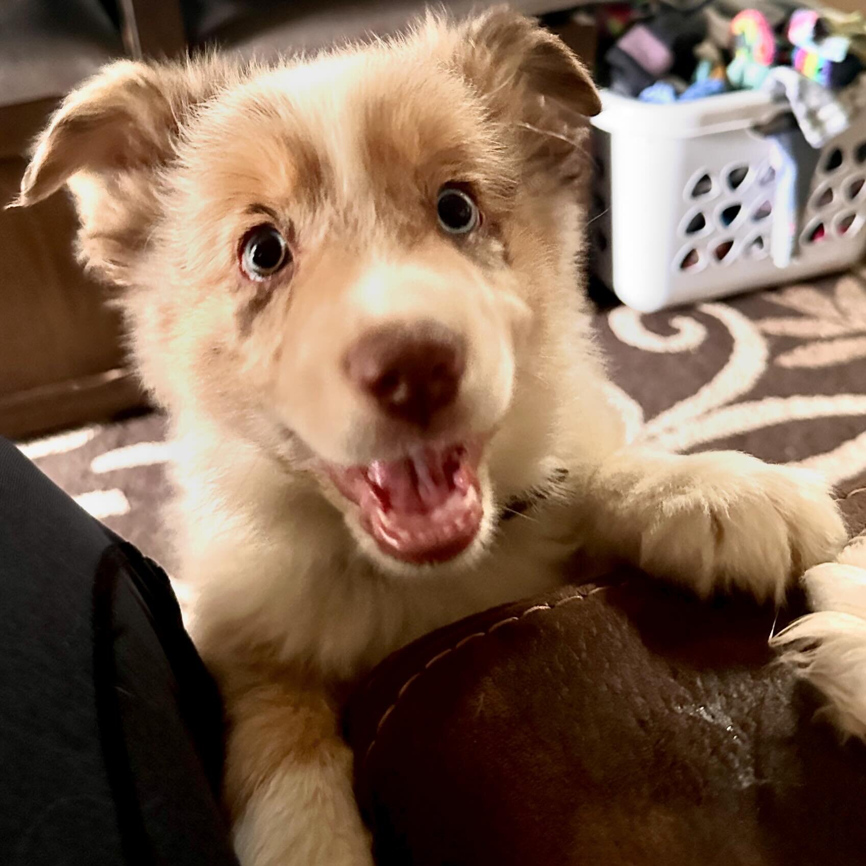 Let my sisters pup out yesterday, she&rsquo;s feisty and very fast but cute #australianshepard #redmerle #puppy #puppylove #puppiesofinstagram #iphonephotography