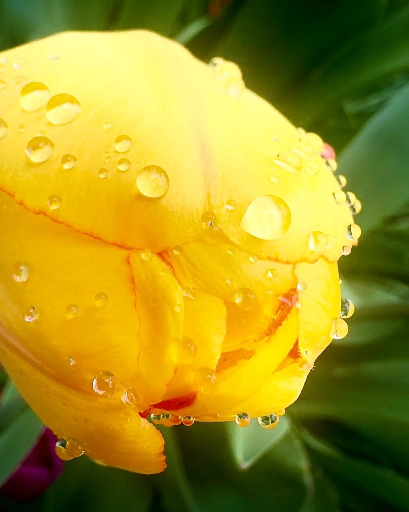 Closed up tulip after a rain storm #tulip #flowers #flowerstagram #flowersofinstagram #raindrops #raindropsonflowers #ohiophotographer #exposureonestudios #iphonephotography #yellowtulips #yellowtulip #yellowflowers