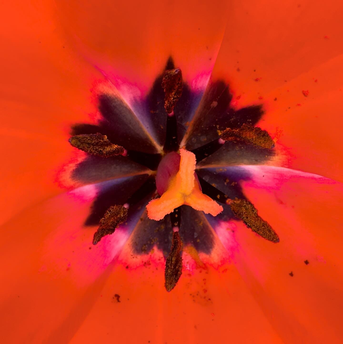 Macro of the inside of a tulip #iphonephotography #macrophotography #flowerphotography #flower #flowers #flowerphotography🌸 #tulips #tulip #pinktulip #springflower #instagood #exposureonestudios