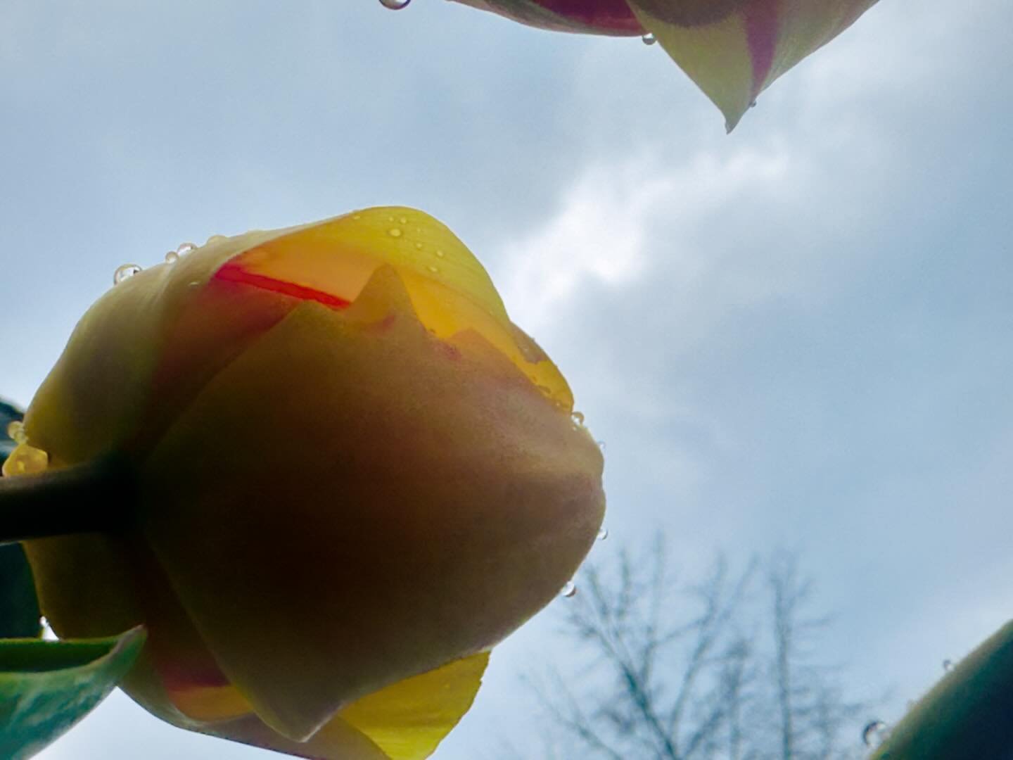 Playing with angles #tulip #flowers #flowerphotography #yellowtulip #flowerphotos #exposureonestudios #iphonephotography #nature #naturephotography #instagood