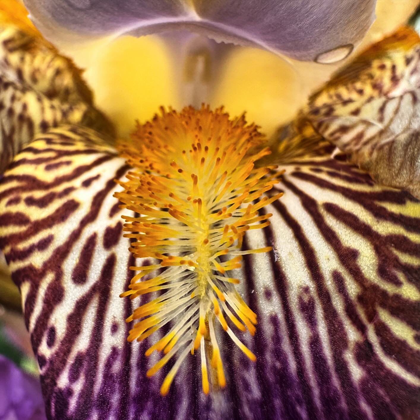 Getting up close with an Iris #flowers #flowerphotography #iris #macrophotography #macro #iphonephotography #exposureonestudios #springflowers #flora #flowerstagram #flowerpower