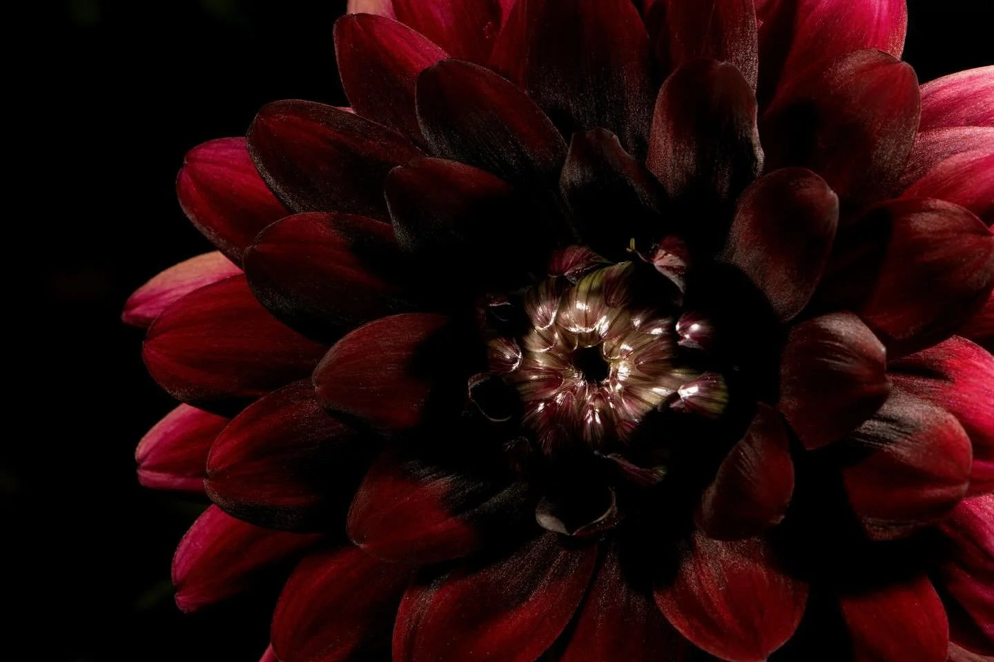 😍❤️ #dahlia #dahlias #darcysdahlias #flower #flowers #flora #flowerphotography #dahliaphotography #flowerporn #naturephotography #ohiophotographer #exposureonestudios @darcys_dahlias