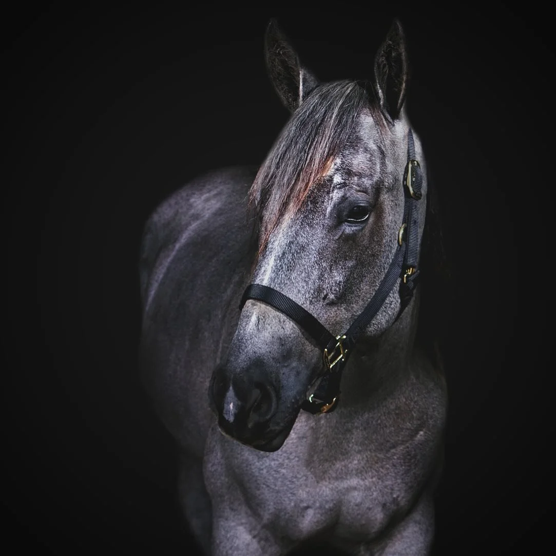 😍 #equinephotography #equinephotographer #equinephoto #horsephotographer #horsephotography #portraitphotography #portraitphotographer #portraiture #portrait #ohiophotographer #ohioequinephotographer #exposureonestudios
