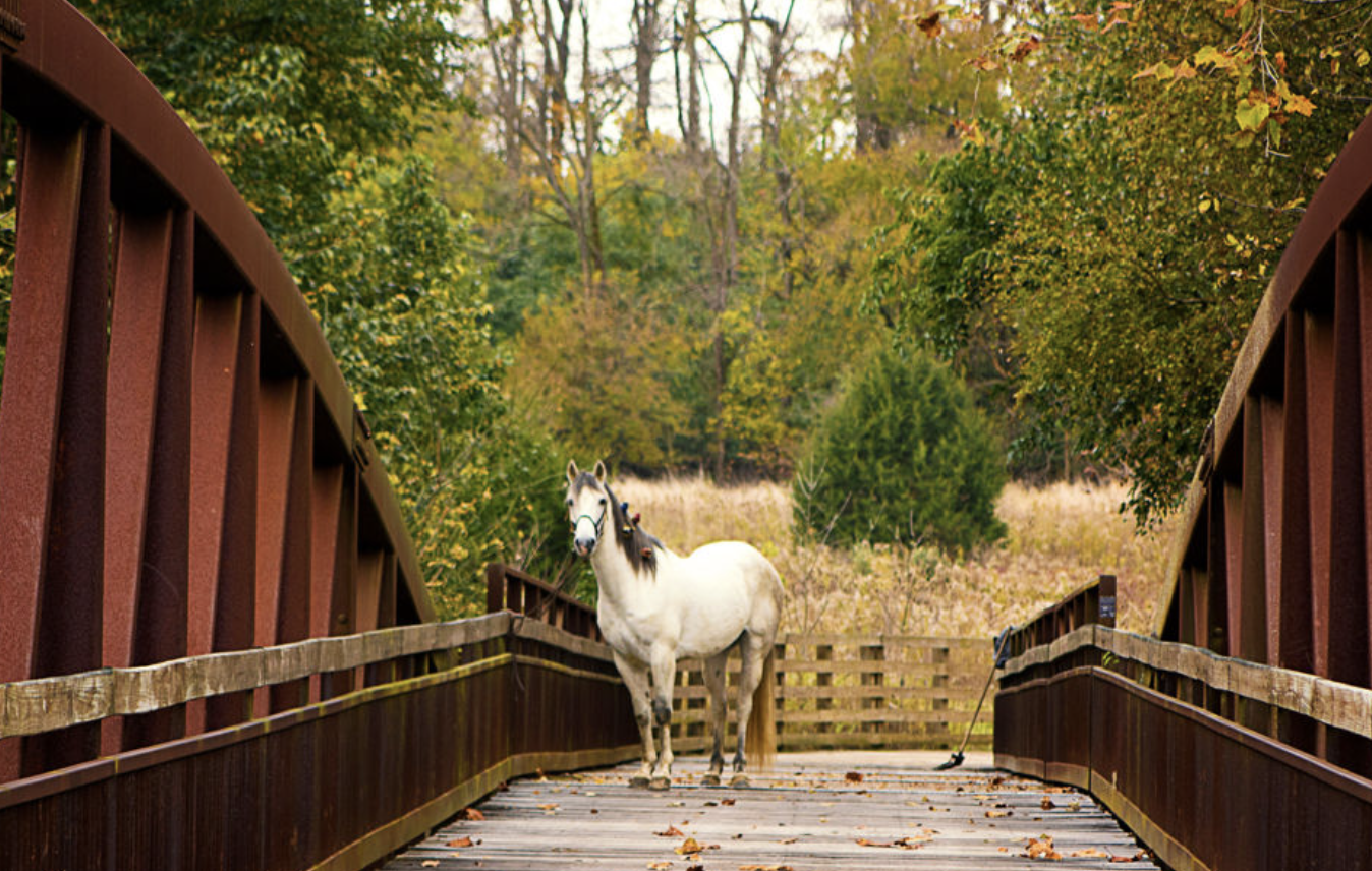 From Pony Ownership to the Perfect Shot: My Journey to Equine Photography