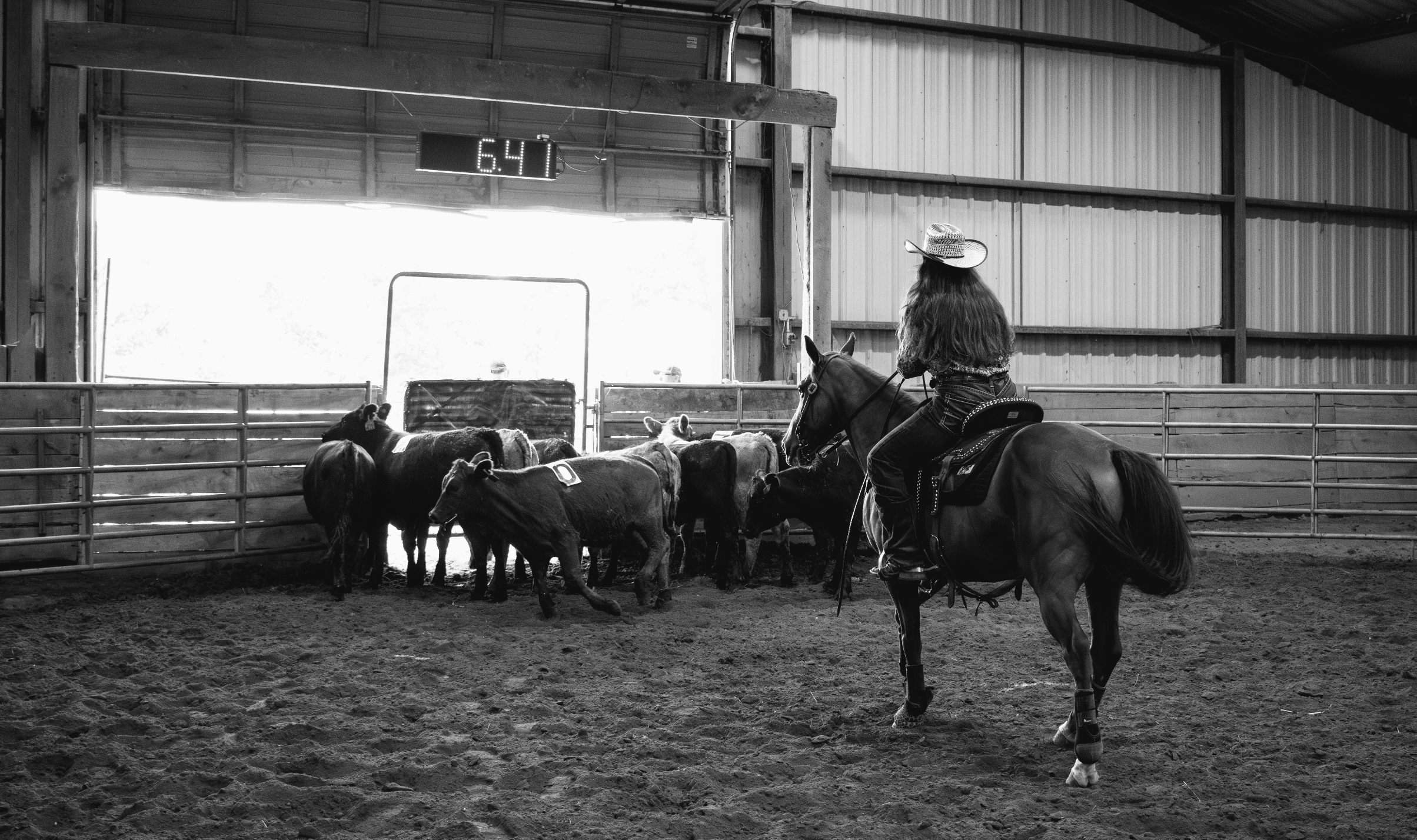 Grizzle Ridges July 19th Cattle Sort