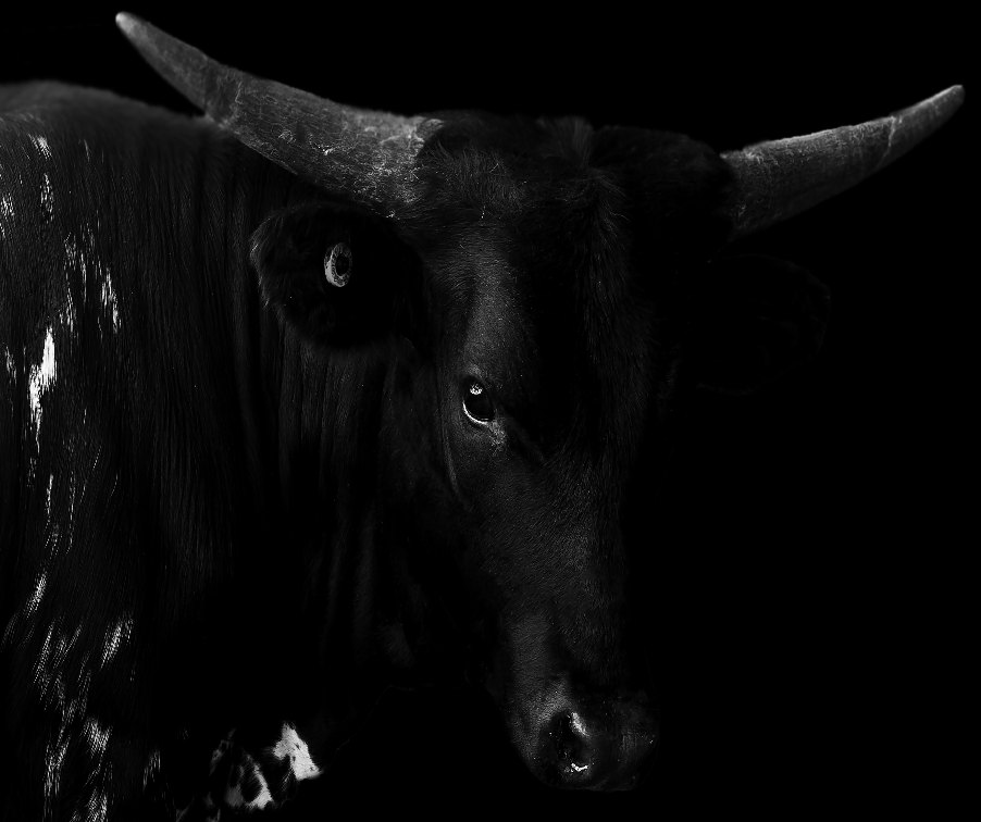 Obsidian Grace
