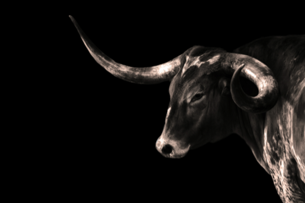 The Longhorn