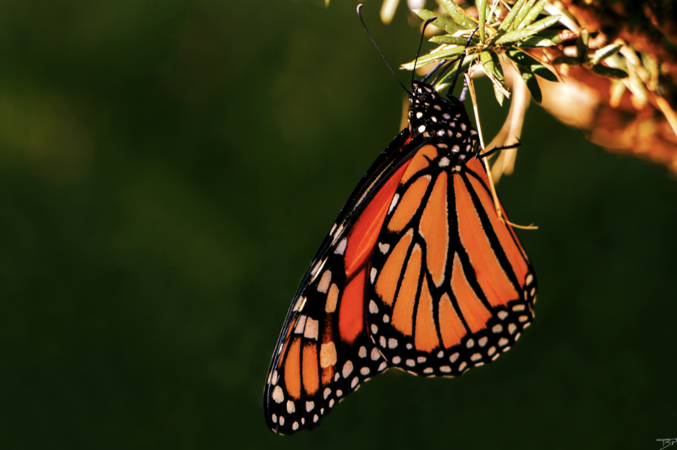 Ephemeral Grace