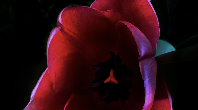 Spring Tulip 