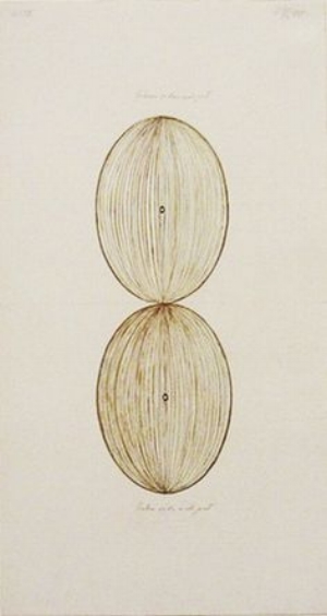 Hilma two ovals.jpg