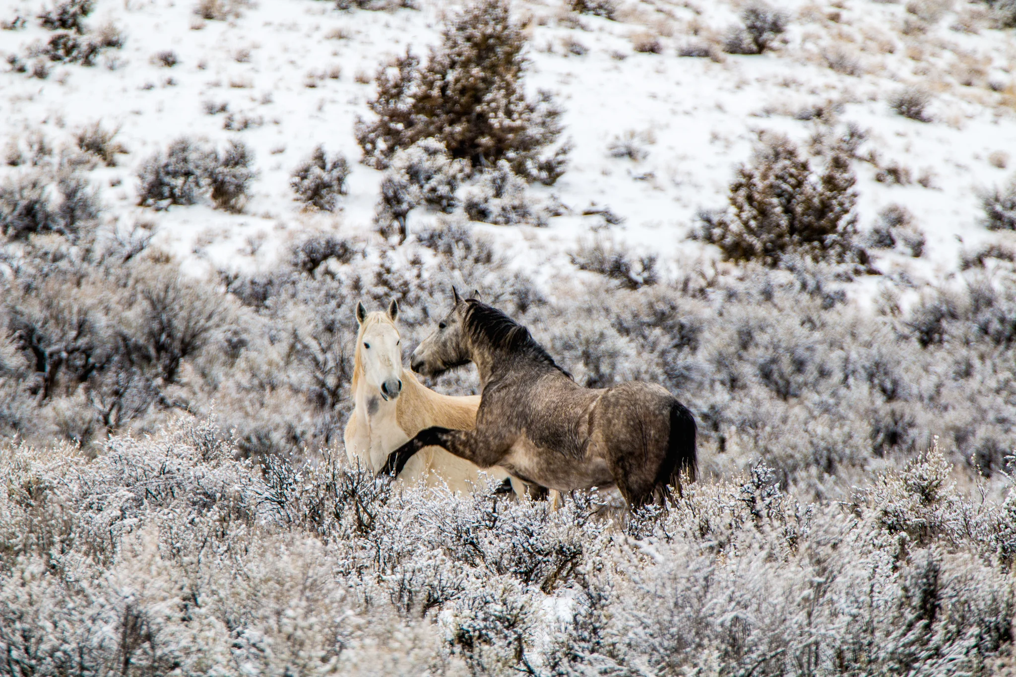 Wild things 2-18-15.jpg