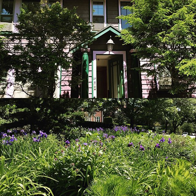 Irises in Arlington on my morning walk #lastdayhere #vangough #summertime #bostonmassachusetts #flyinghome