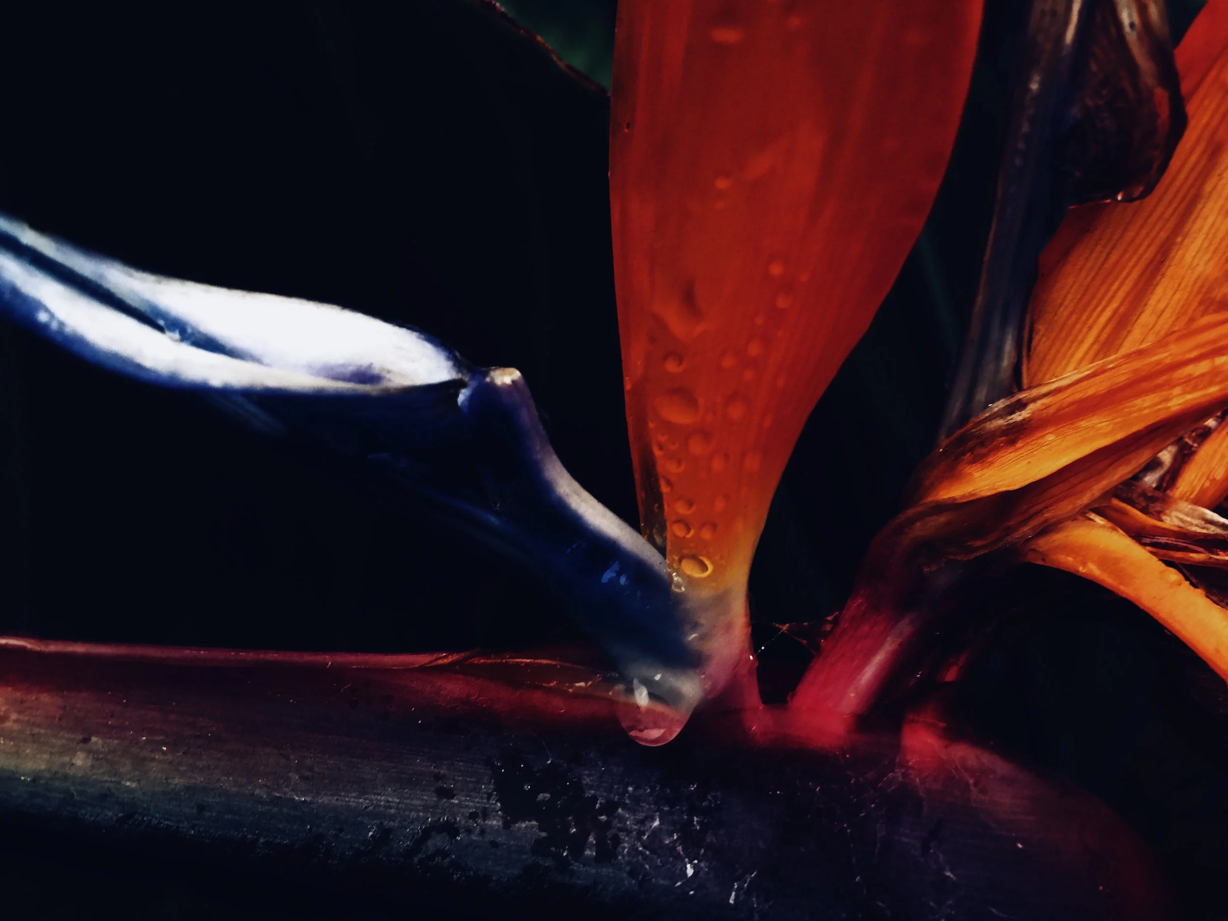 Bird of Paradise June 2017.JPG