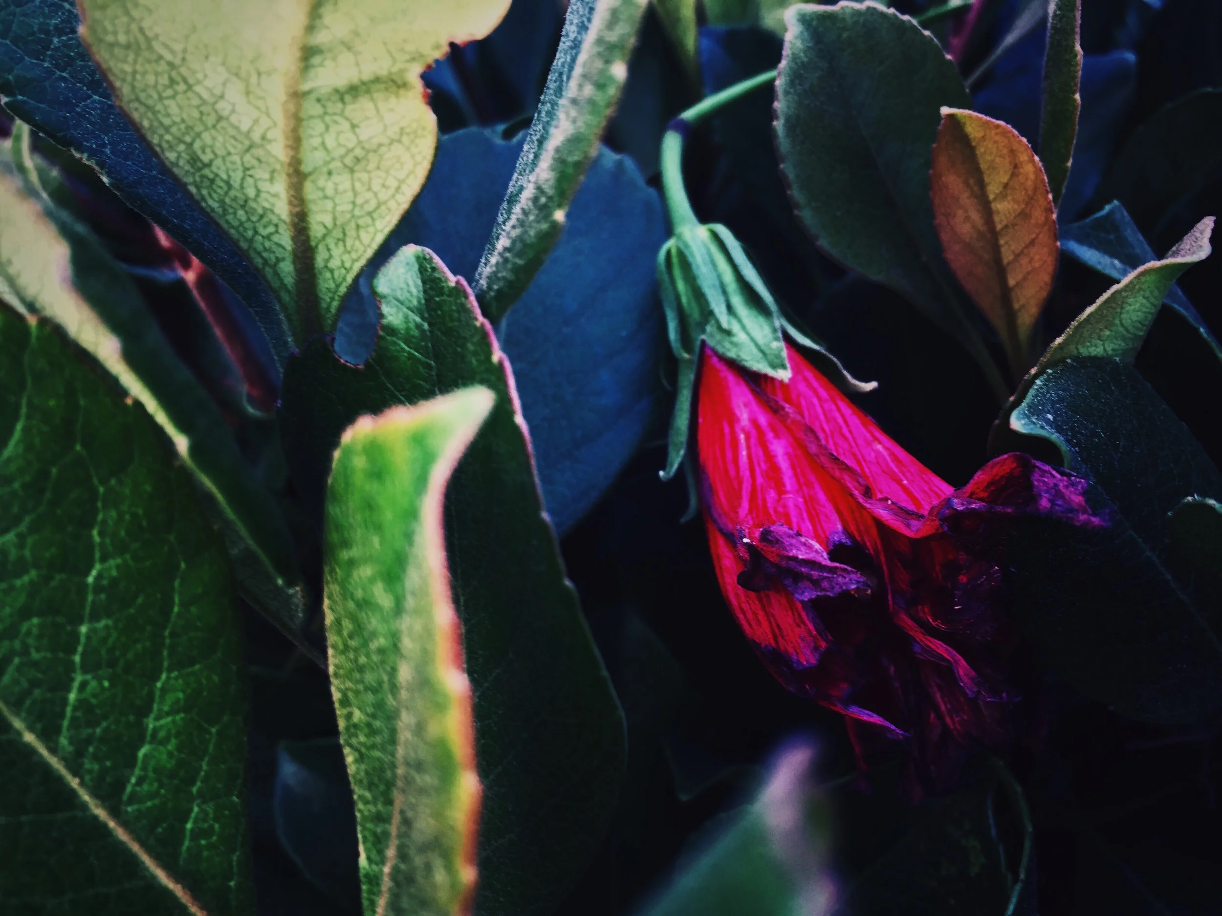 Dying Flower June 2017.JPG