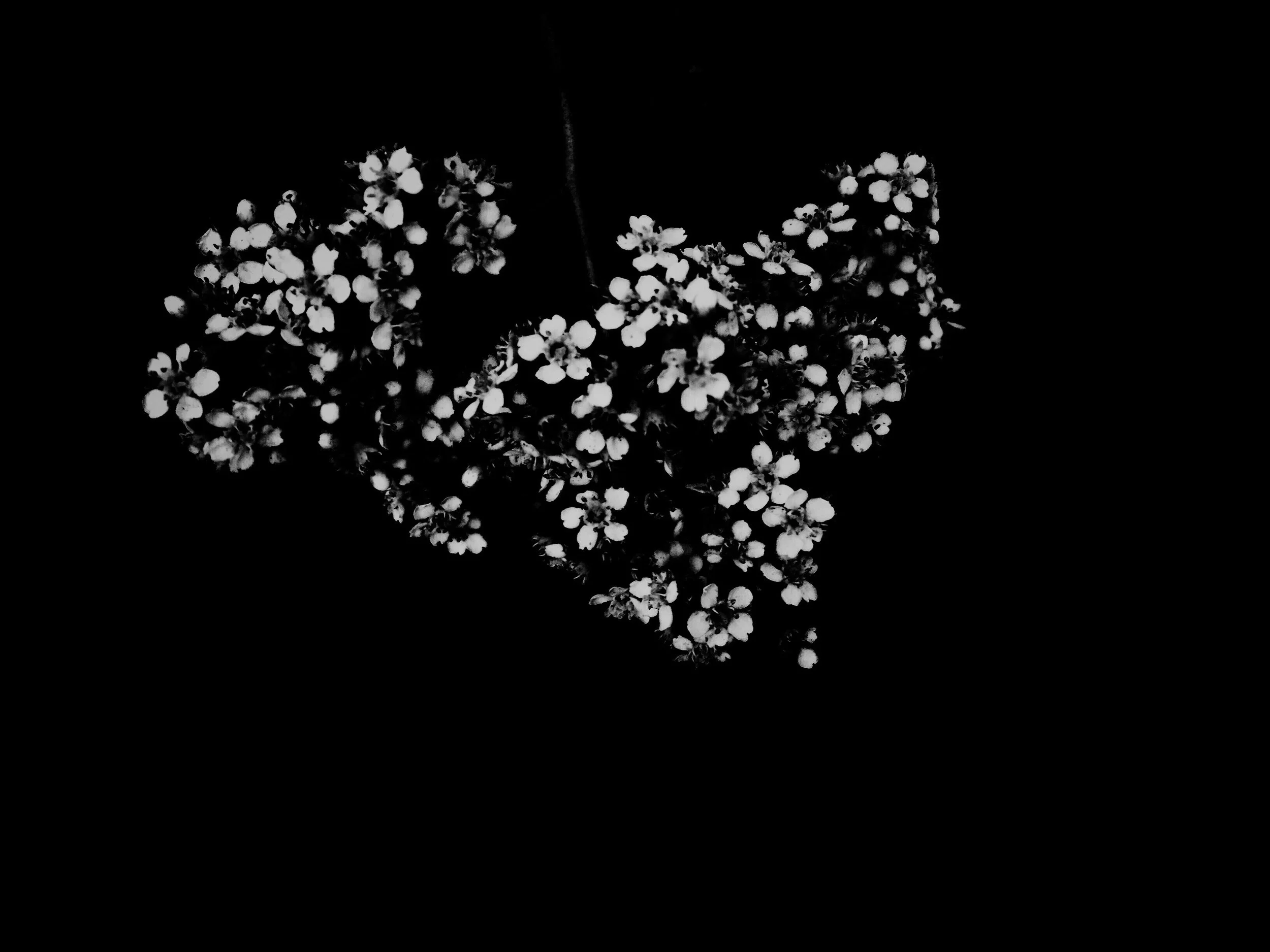 1A111B25-695C-4E8D-BCE5-F4BE3D5FCE6D.jpg
