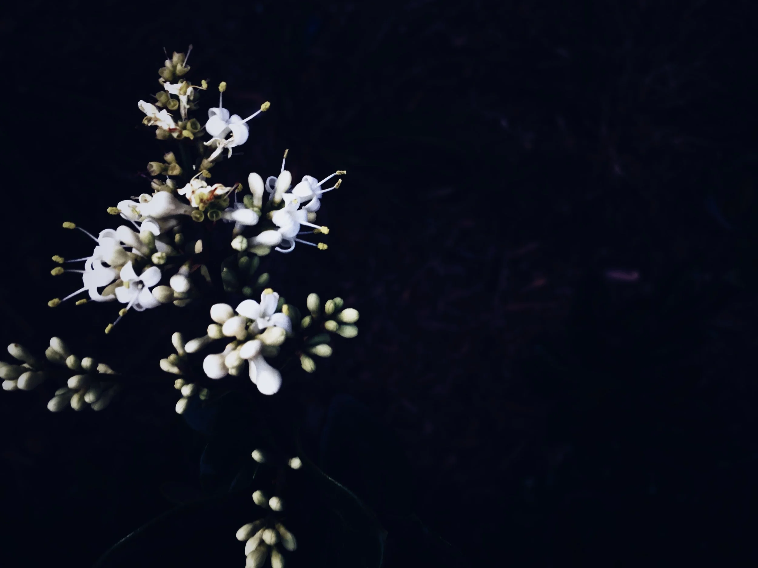 A8190FC9-1B96-41D3-967B-63C9A6B7F58C.jpg