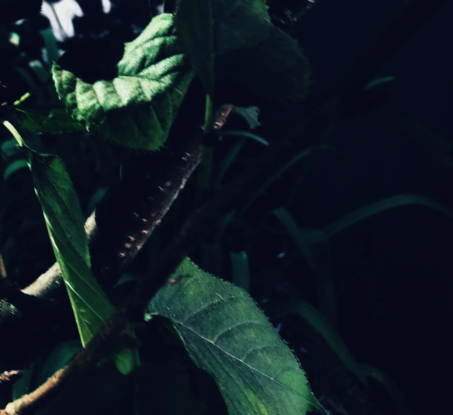 7B15D5FE-B033-472F-A8B2-2038C30D44CA.jpg