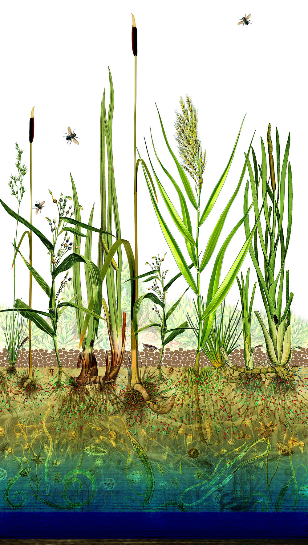 WHAT ARE CONSTRUCTED WETLANDS?