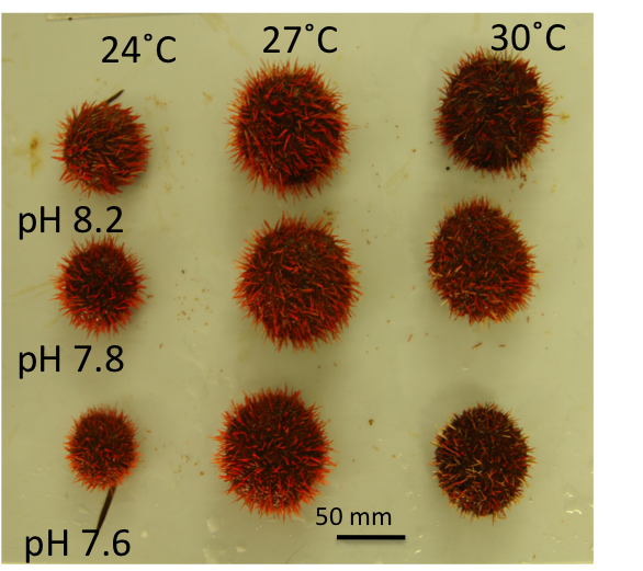 Figure 2: An example of the complex interplay of multiple environmental drivers on marine life. Temperature and pH both had a significant effect on growth of this sea urchin. Acidification reduced body size and warming mitigated this effect. Image - courtesy of Maria Byrne (University of Sydney, Australia).