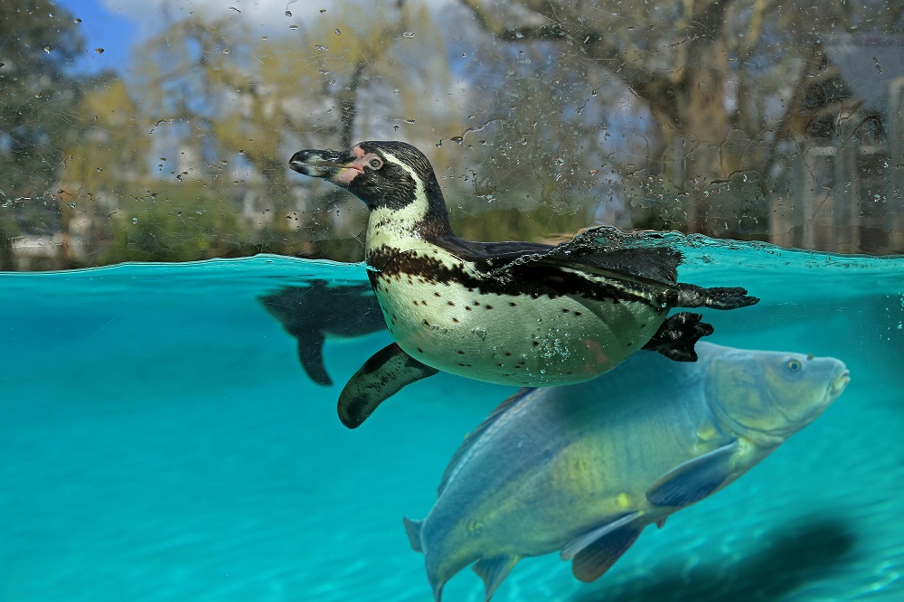 The fish has now been released into a larger pool on site