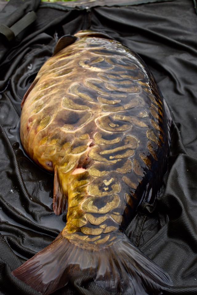 Scaly perfection from Girton
