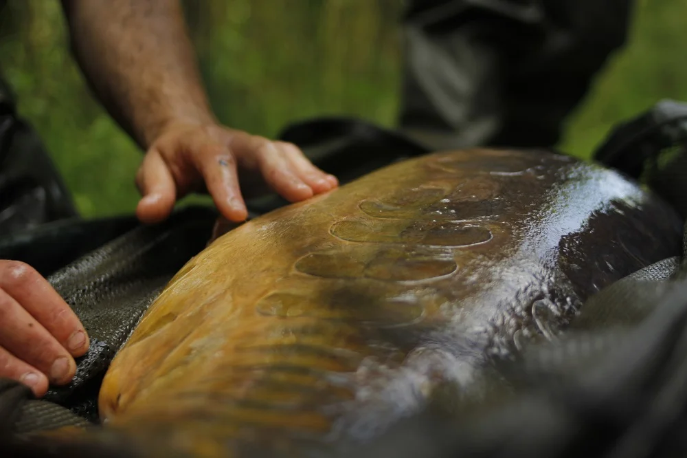 The Parrot still holds the official British record at 68lb 1oz